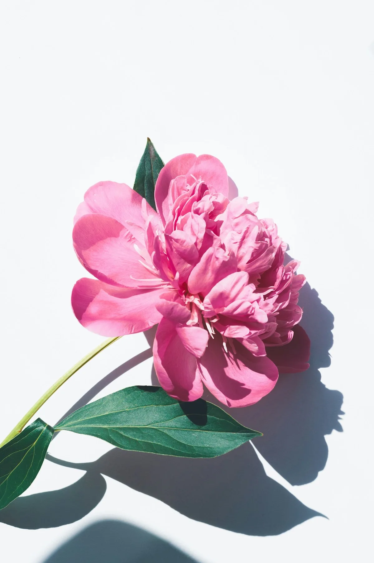 Urban Elegance — Bespoke Arrangement by Nature's Gift Flowers, Brooklyn NY